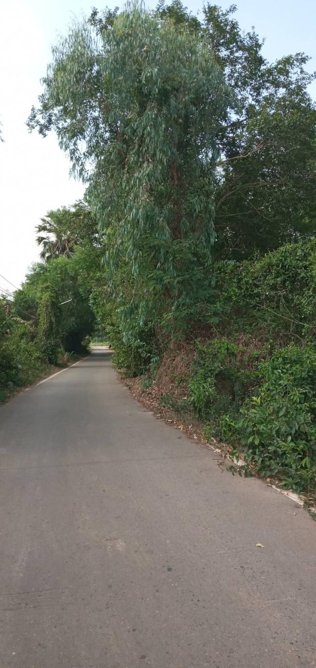 ที่ดินจังหวัดปราจีนบุรี ต ดงตาแทน อ เมือง 2