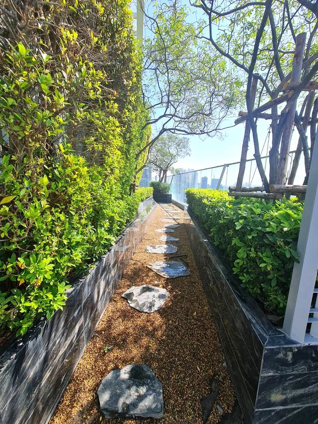 ไซมิส เอ๊กซ์คลูวีฟ ควีนส์ 13