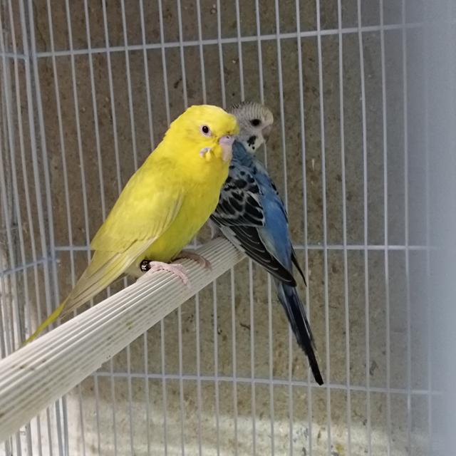 นกหงส์หยก FBG BW