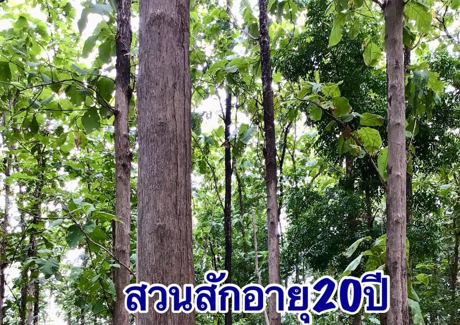 ขายที่ดินวิวเขาพร้อมสวนสักอายุ20ปีโฉนดครุฑแดงพร้อมโอนไฟฟ้าประปาพร้อม 6