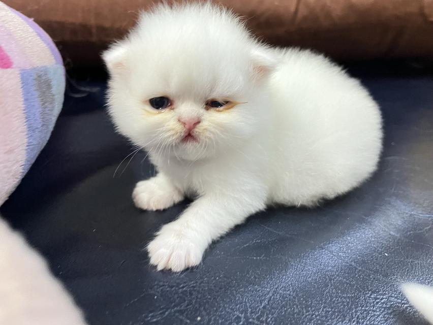 🌈เปิดจองน้องๆ ❤️ ขาวตาฟ้า ดำตาฟ้า ส้มกาฟิว สามสีตาฟ้า 14