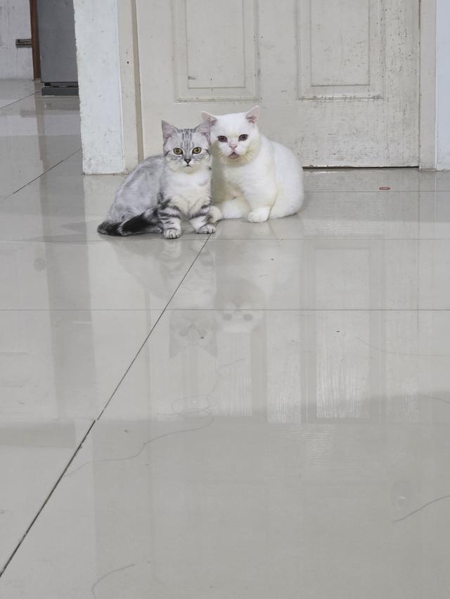 น้องแมวมันช์กิ้นขาสั้น รูปที่ 10
