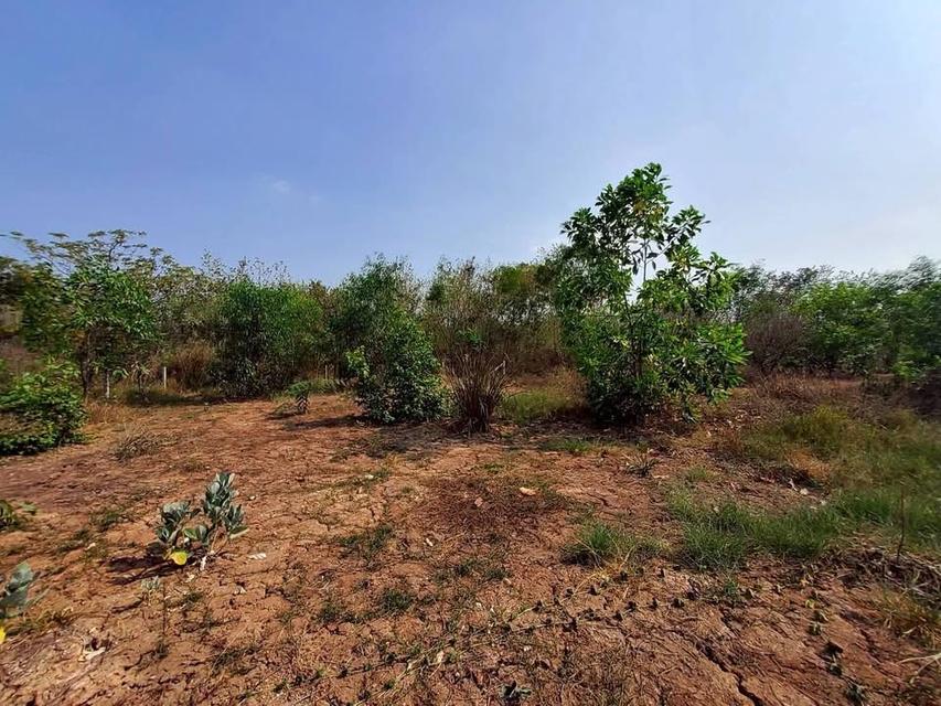 ขายถูกทีดิน 400 ตารางวา ติดถนนสาธารณะใกล้ซอยอยู่รวย แลนด์ หนองสามวัง หนองเสือ 3