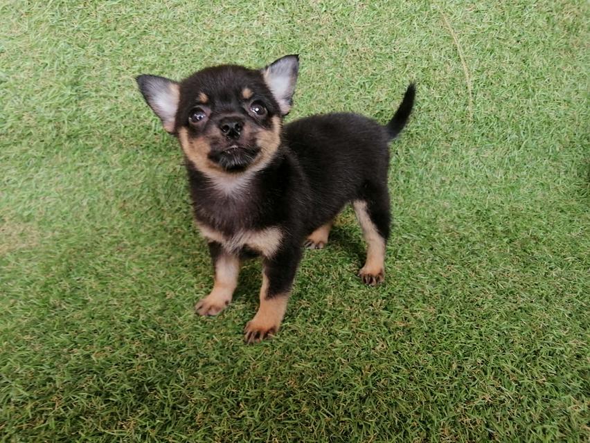 ชิวาว่าผสมปอม ขนสั้น เพศเมีย พร้อมย้าย รูปย่อยที่ 3