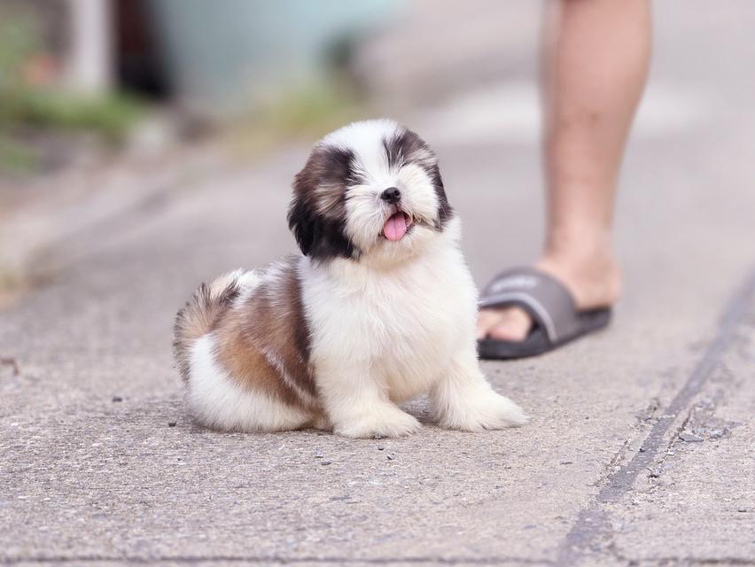 Shihtzu ชิสุหนุ่มหล่อพันธุ์แท้สวยน่ารักพร้อมย้ายบ้าน