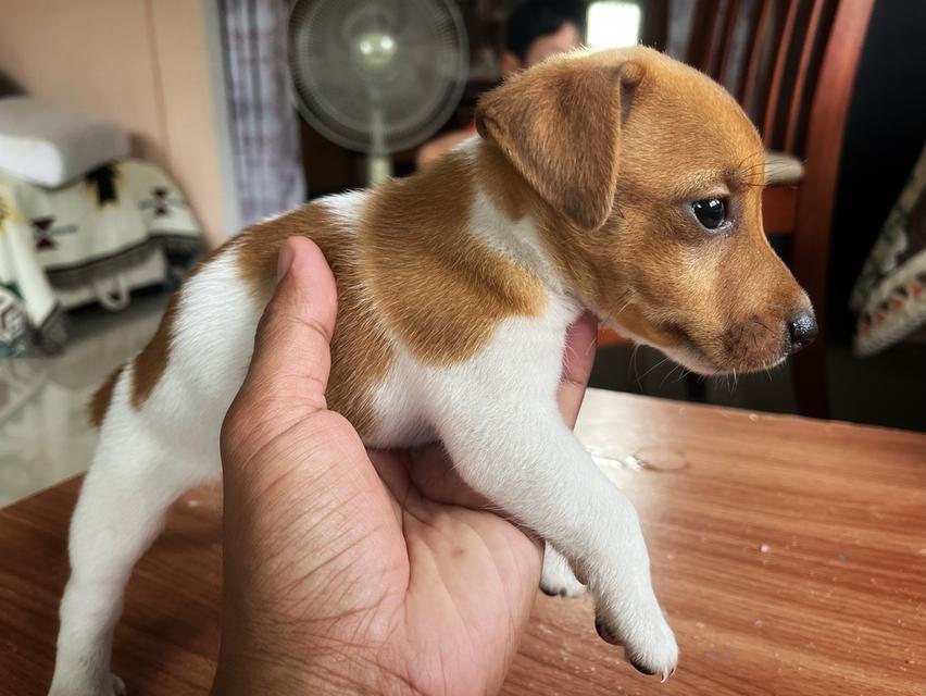 ลูกสุนัข jackrussell