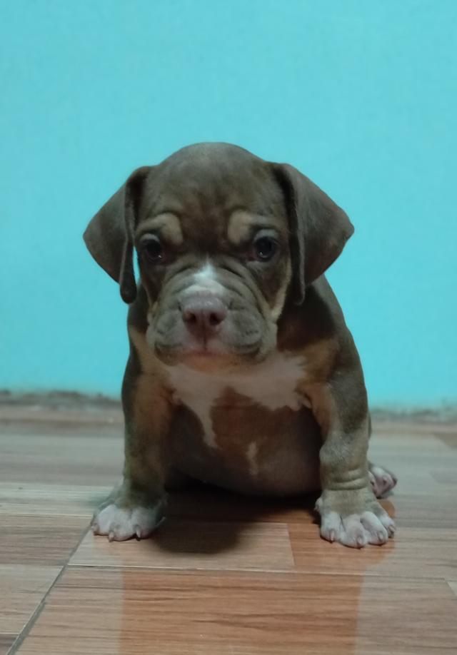 สุนัขอเมริกันบูลลี่ ตัวผู้ 2