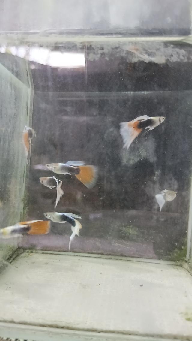 ปลาหางนกยูงตัวละ5บาท รูปที่ 7