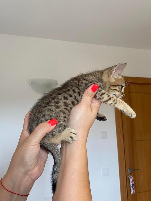 savannah kittens  WhatsApp me : +66 63 826 3042 รูปที่ 2