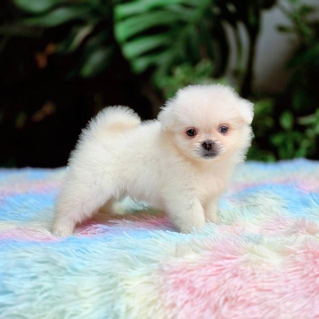 ปอมผสมชิวาวาเพศผู้ 12