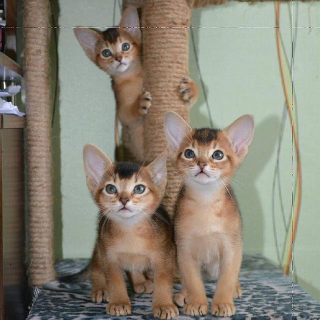 Abyssinian Kittens Ready For Sale