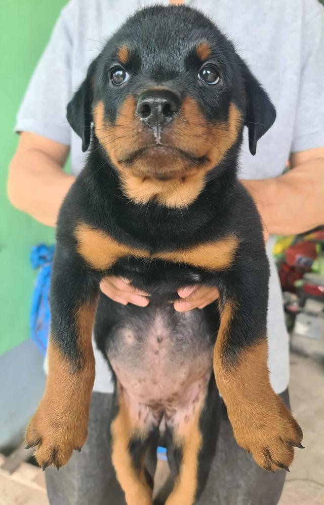ลูกสุนัข Rottweiler พันธุ์แท้