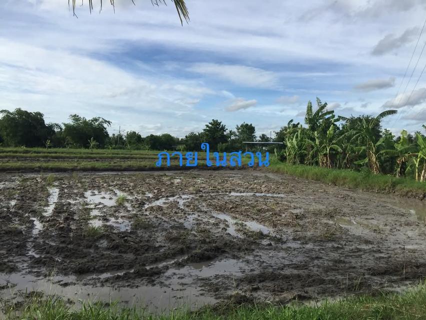 ขายที่ดินยกแปลง 10.9175 ไร่ เหมาะสำหรับทำบ้านพักตากอากาศ รีสอร์ท ร้านอาหาร บ้านช่องมะเฟือง ต.หนองรี อ.เมือง ชลบุรี 5