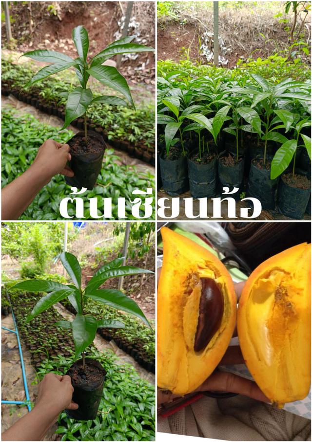 ต้นเซียนท้อ (2 ต้น )
