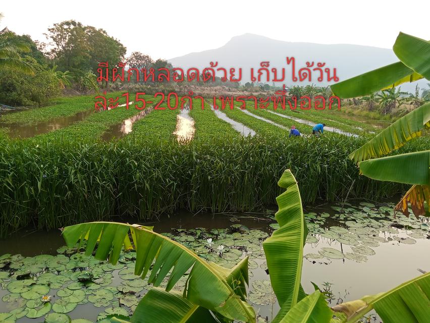 ที่ดินอสังหาริมทรัพย์ 5