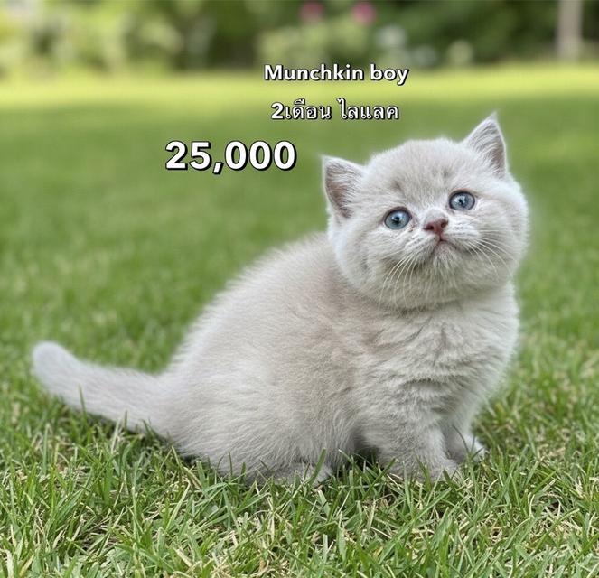 แมวมันช์กิ้น รวมเด็กๆมันช์กิ้นทั้งหมดของฟาร์ม 12