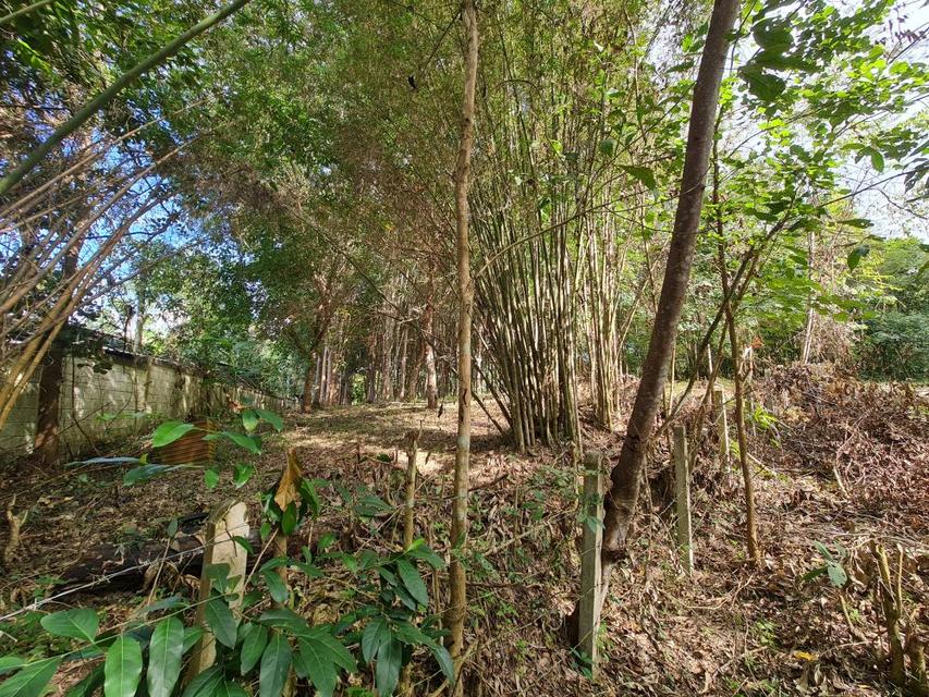 ขายที่ดินสวนยาง 2.40 ไร่ พร้อมโฉนด เหมาะแก่การลงทุน หลังวิทยาลัยการอาชีพปัว ต.ปัว จ.น่าน  11