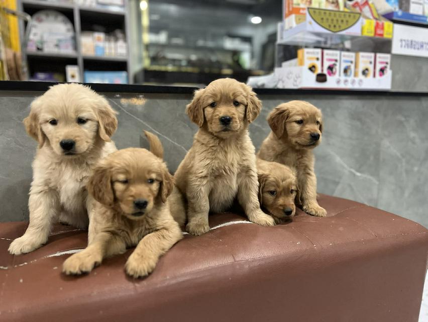 โกลเด้นรีทีฟเวอร์แท้ เกรดคุณภาพ พิกัดดอนเมือง