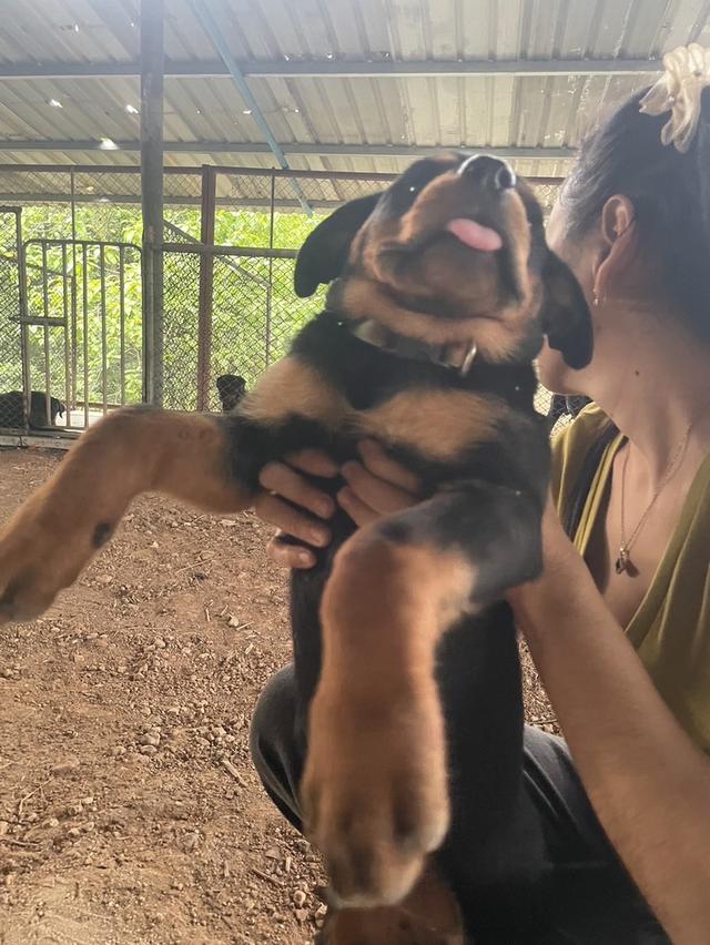 ลูกสุนัข