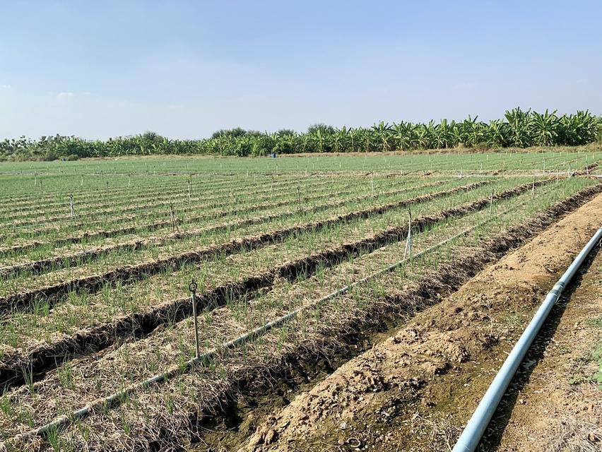 ขายที่ดินสวย2แปลง รวม26ไร่เศษ ใกล้มอเตอร์เวย์ สภาพแวดล้อมดี เหมาะทำเกษตร,ลงทุน,จัดสรรหรืออื่นๆ คมนาคมสะดวก 5