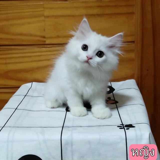 ลูกแมวเปอร์เซียลพบุรี รูปที่ 8