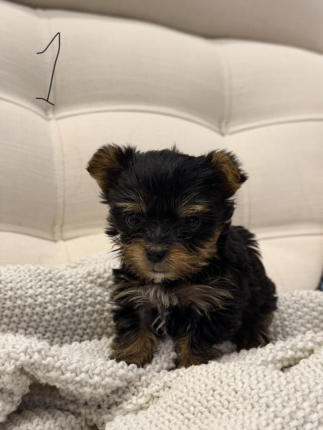 หมายอร์คเชียร์ 2 ตัว มีชายกับหญิง (Tcup)