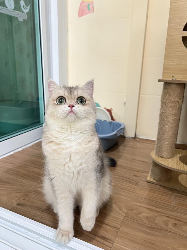 ดญ.บริติช(AY)พร้อมย้าย