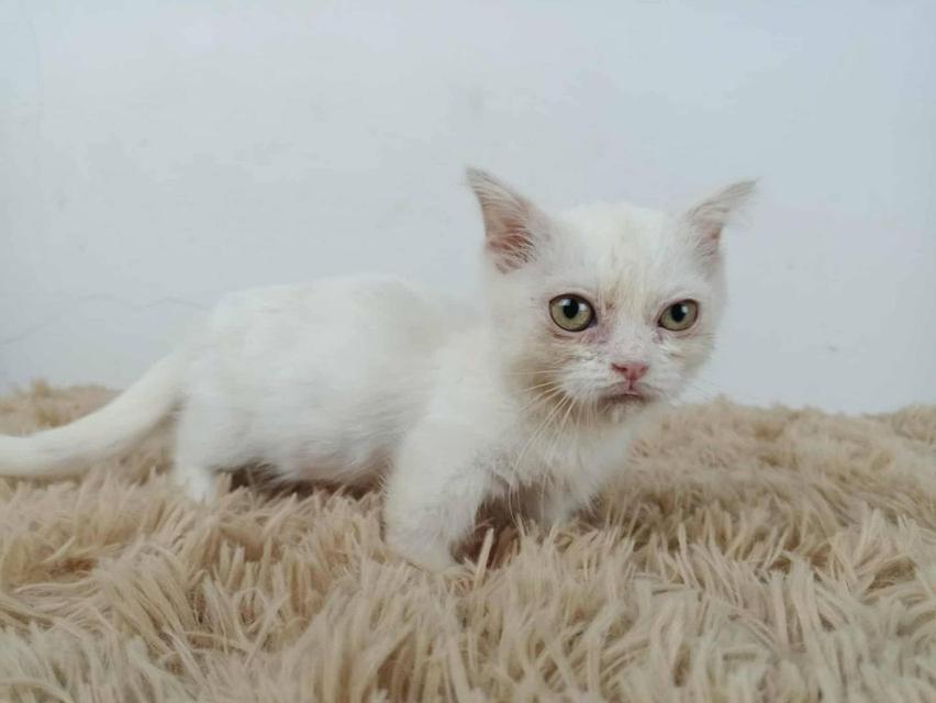5.แมวมันช์กิ้น/เพศเมีย หาบ้าน Munchkin Cat/Female looking for a new home 6