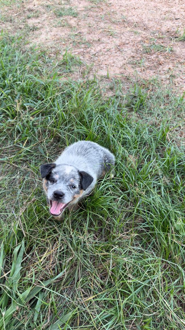 Australian Cattledog รูปย่อยที่ 2