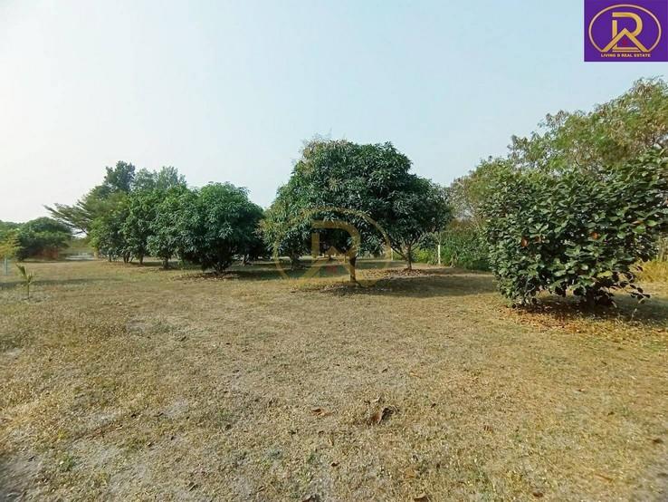 รูป ขายที่ดิน แถมบ้านสวน 1-2-33 ไร่ พร้อมผลไม้ หลากหลายชนิด ต.บ้านสวน อ.เมืองชลบุรี จ.ชลบุรี 5