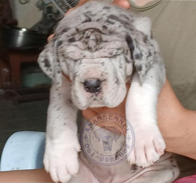 สุนัข เกรทเดน Great dane รูปที่ 10