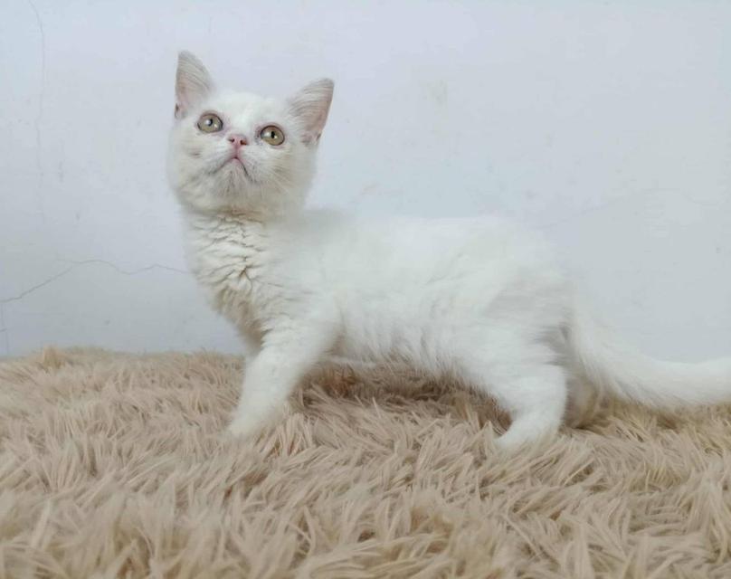 6.แมวมันช์กิ้นขายาว/เพศผู้ Munchkin Cat long legs/Male