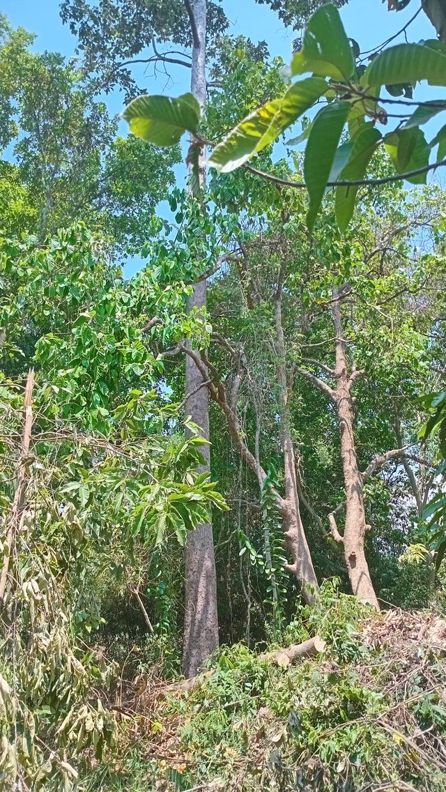 ที่ดินติดแหล่งน้ำคลองห้วยหายาก 5