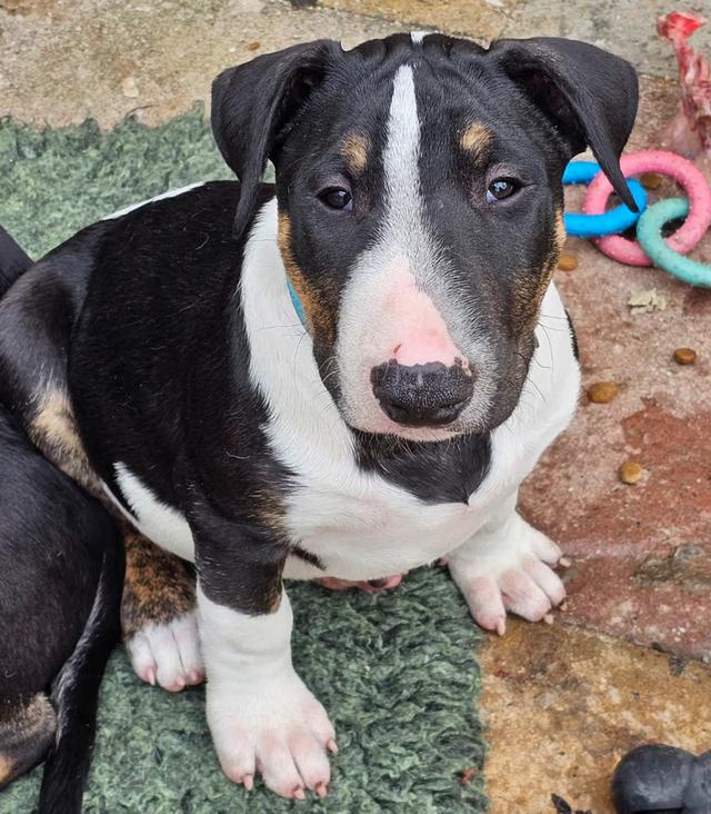 Bull terrier Puppies for Adoption Ready