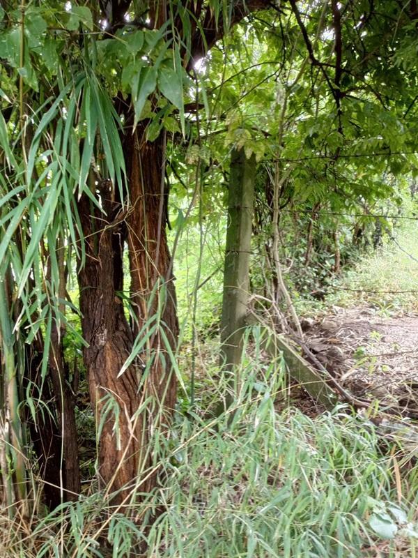 ขายด่วน! ที่ดินเปล่า ทำเลดี ใกล้เมืองนครสวรรค์ เนื้อที่ 160 ตร.ว. โทร 092-6869618 6