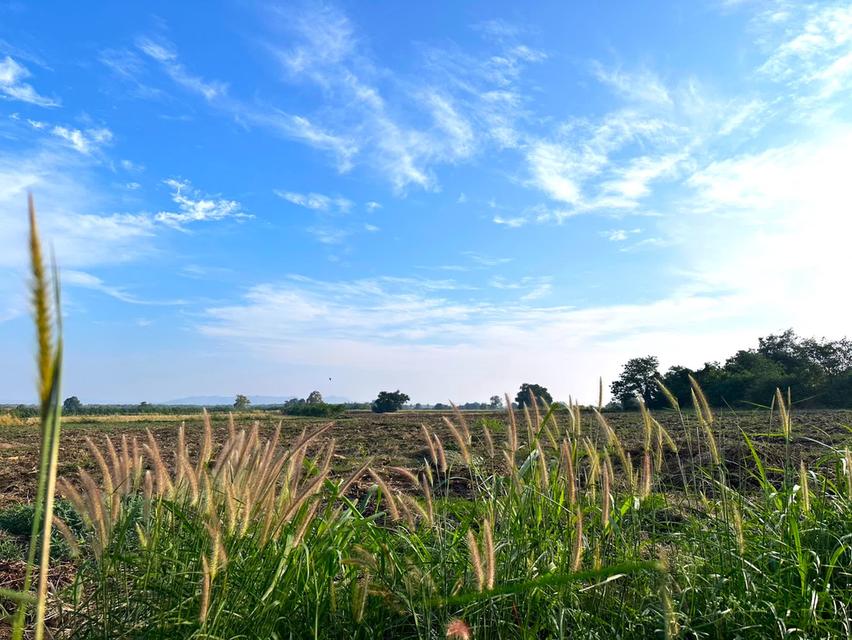 ขายที่ดินปากช่อง 26 ไร่ ปลอดแผ่นดินไหวน้ำไม่ท่วม ต.พญาเย็น อ.ปากช่อง จ.นครราชสีมา 5