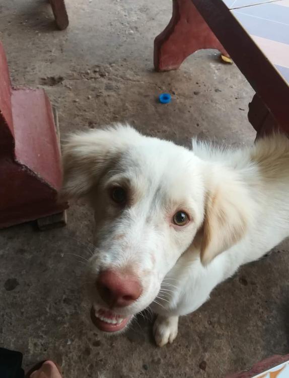 White Golden Retriever หมาน้อยจมูกชมพู 2