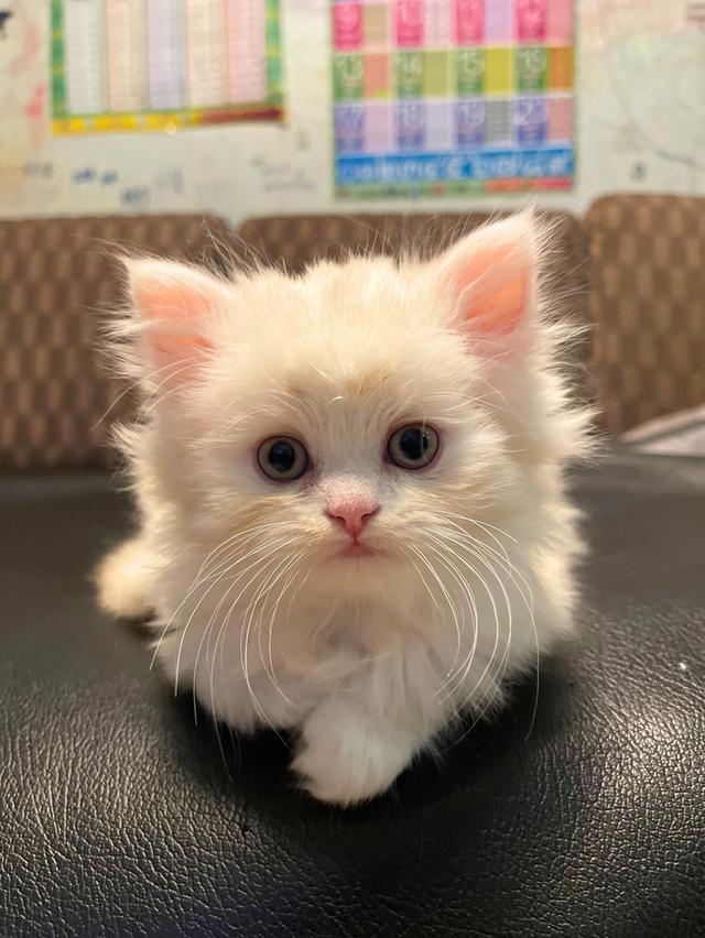 แมวขาวปนส้มนิดหน่อย-(boy)เกิด13/10/68 10