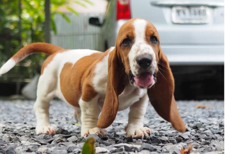 ลูกสุนัข Basset Hound หญิง