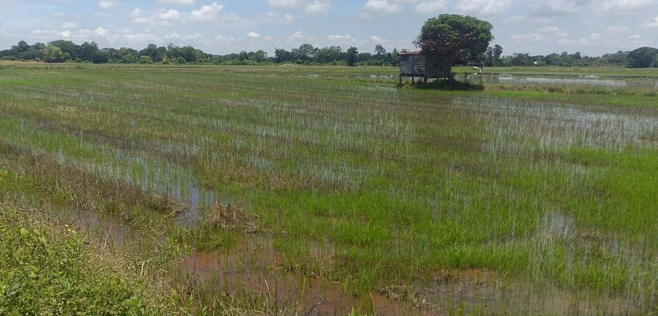 ที่ดินที่นาอำเภอโพทะเลจังหวัดพิจิตร 1