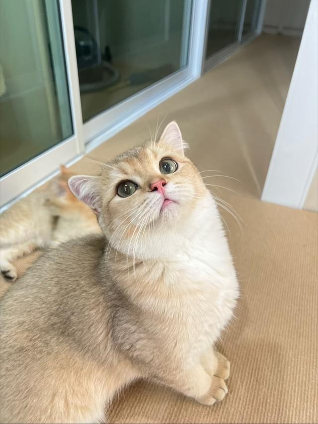 ดช..บริติช 1 ขวบ 5 เดือน