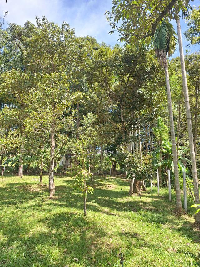 สวนทุเรียนแปลงเล็กระยอง 5