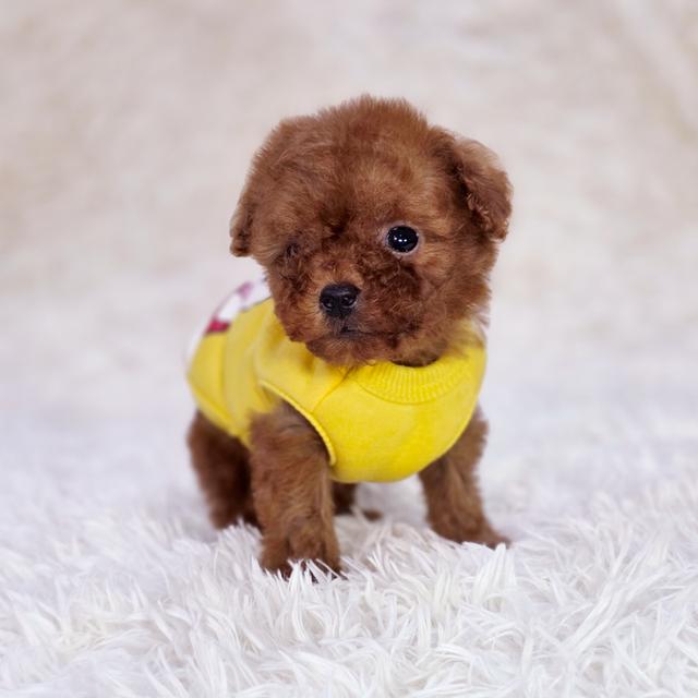 พุดเดิ้ลทอยสายพันธุ์แท้