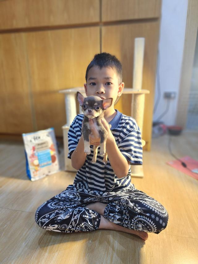 ชิวาวา ทีคัพ สีช๊อก ผู้หญิง อ้อนๆค่า วัคซีนแล้วสุขภาพแข็งแรงค่า 😊 รูปย่อยที่ 4