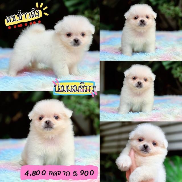 ชิวาวาผสมปอม สีขาวและครีม