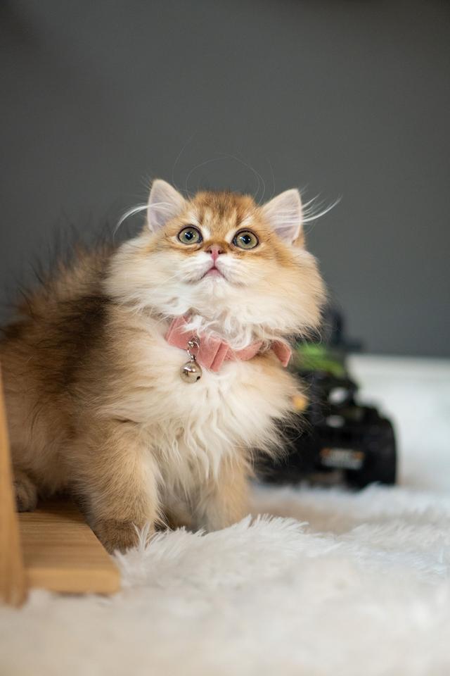 เด็กหญิงบริติช ลองแฮร์ (British Longhair)
