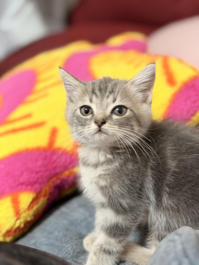 สก็อตติชโฟลด์ ดช SCOTTISH FOLD