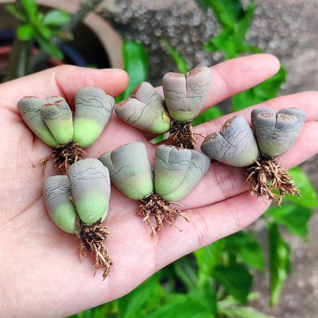 แบ่งขายกุหลาบหิน Lithops 3