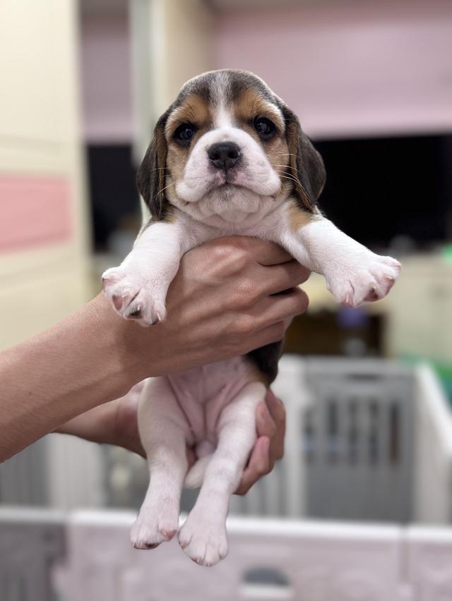 บีเกิ้ล (Beagle) 💯