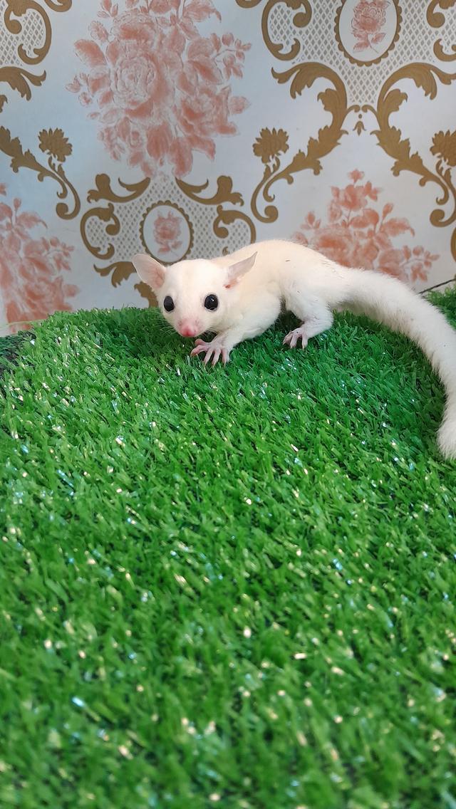 ชูก้า ไกลเดอร์ สีต่างๆ